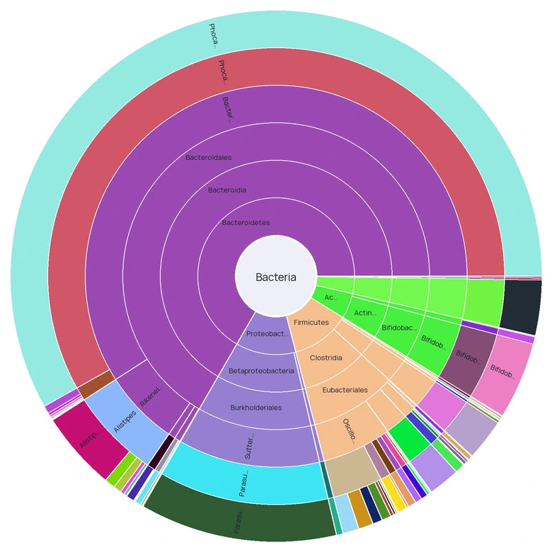 A GutID Target Plot at baseline, drawn as nested rings from phylum at the center to species at the edge. One species, Phocaeicola dorei, fills most of the circle.