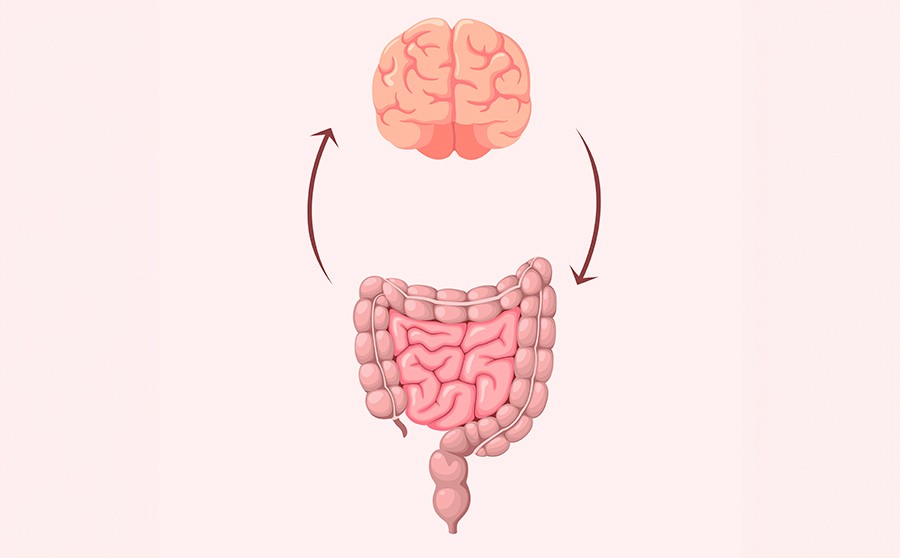 Gut-Brain Axis Gut microbiome explained
